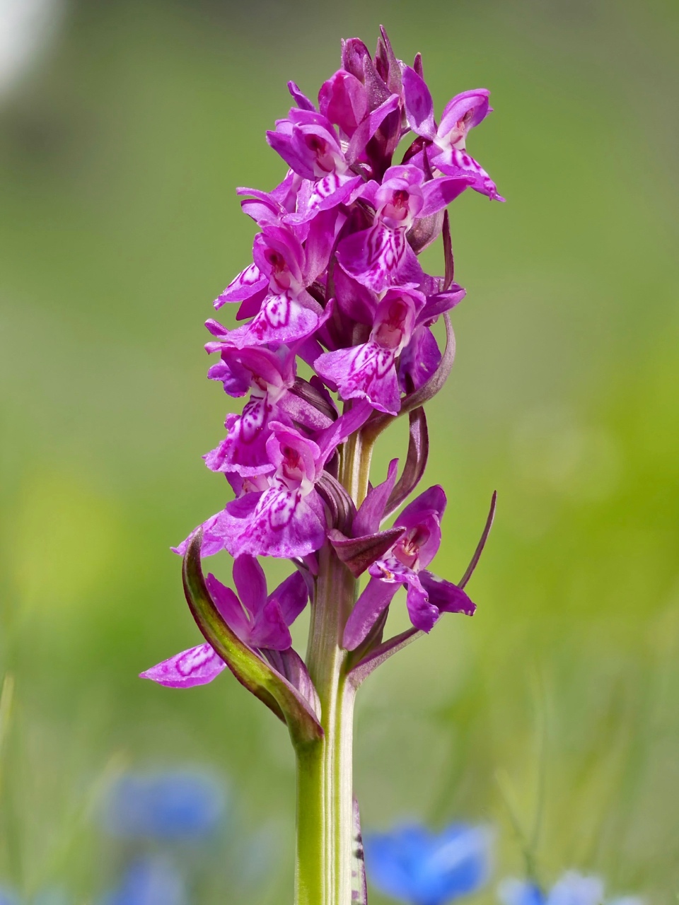 2561  8-v  Breitblaettriges Knabenkraut - Orchis a feuilles larges - Orchide a foglie larghe - - Dactylorhiza majalis B960